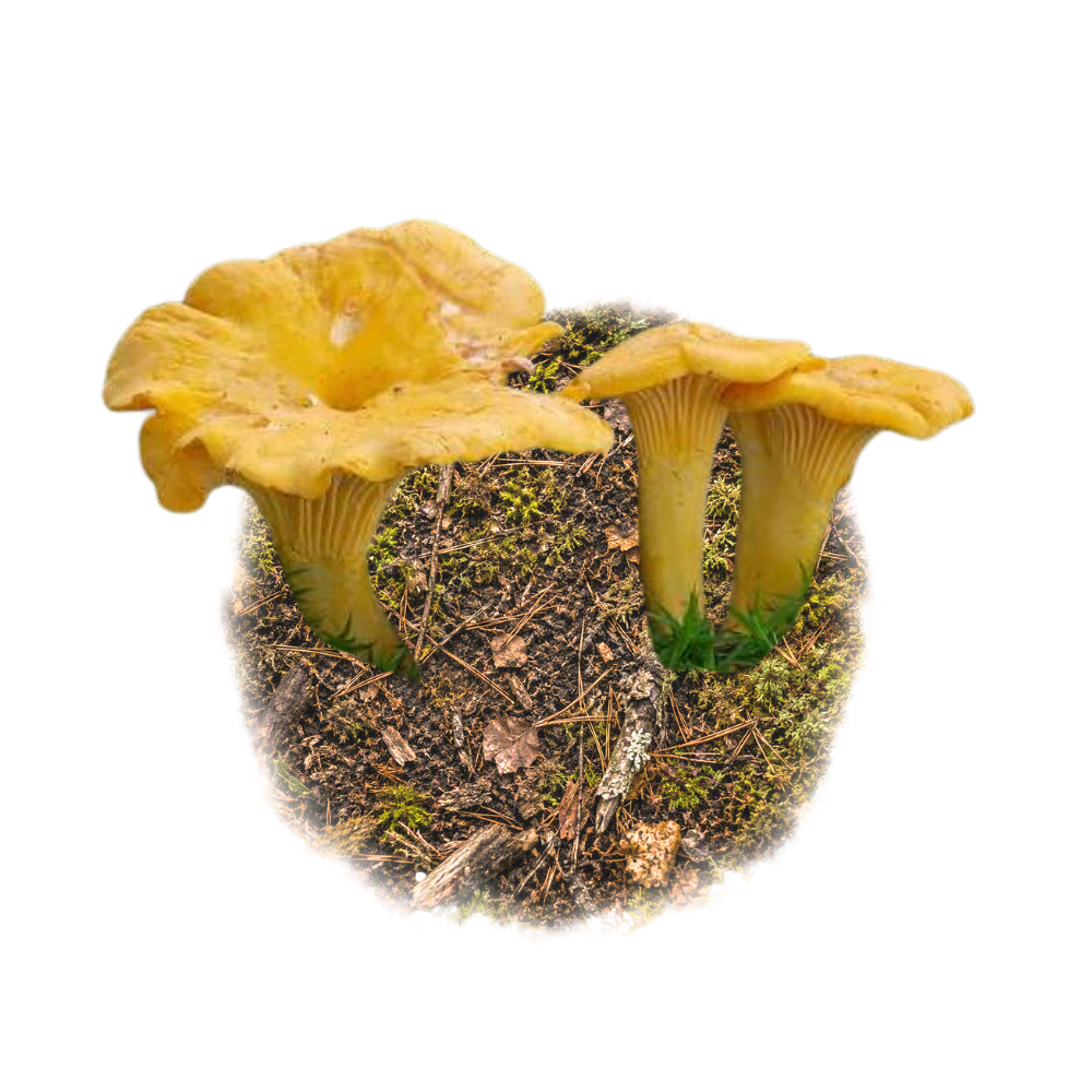 Cantharellus Cibarius