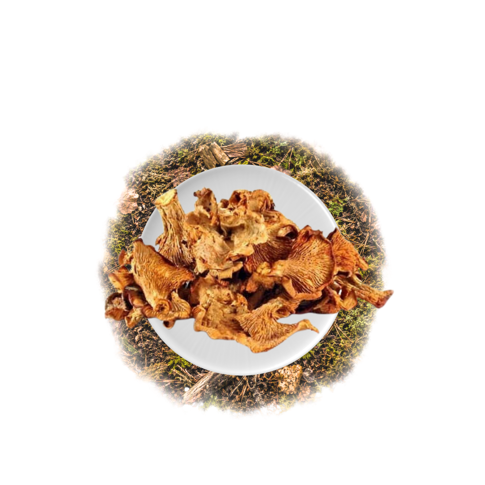 Cantharellus Cibarius