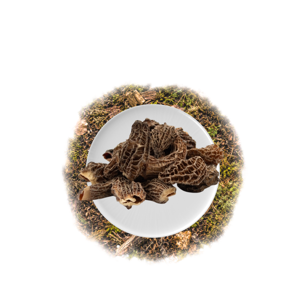 Morilles