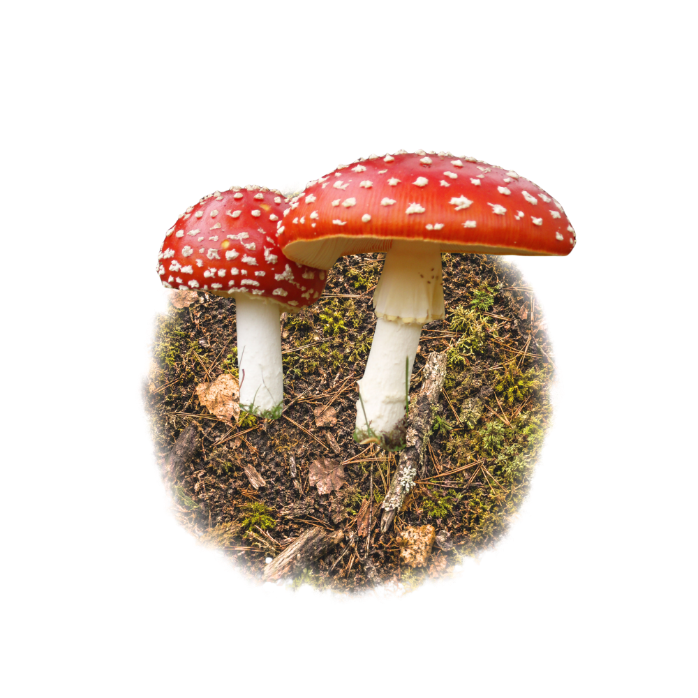 Amanita Potentoso